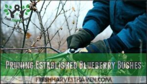 pruning established blueberry bushes