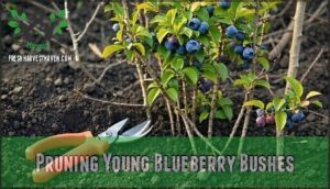 pruning young blueberry bushes