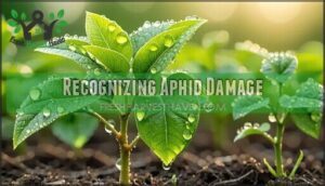 recognizing aphid damage