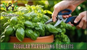 regular harvesting benefits