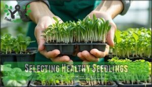 selecting healthy seedlings