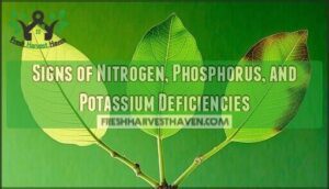 signs of nitrogen, phosphorus, and potassium deficiencies