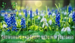 snowdrops and grape hyacinth features