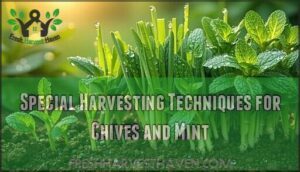 special harvesting techniques for chives and mint