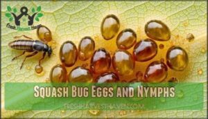 squash bug eggs and nymphs