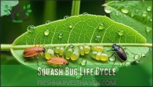 squash bug life cycle