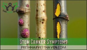 stem canker symptoms
