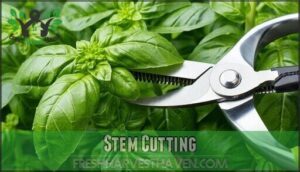 stem cutting