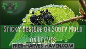 sticky residue or sooty mold on leaves
