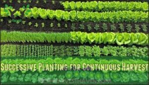 successive planting for continuous harvest
