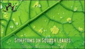 symptoms on squash leaves