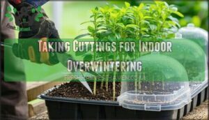 taking cuttings for indoor overwintering
