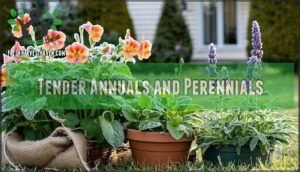 tender annuals and perennials