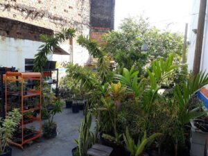 Terra Vegetal