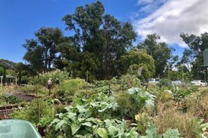 Thommo's Community Garden
