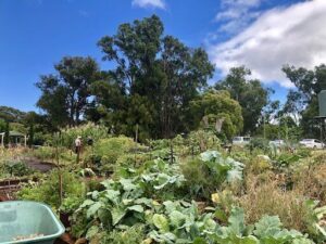 Thommo's Community Garden