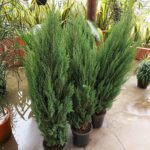 Three small potted plants with green leaves are sitting on a concrete surface.