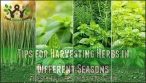 tips for harvesting herbs in different seasons