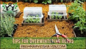 tips for overwintering herbs