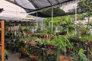 Top Jardim