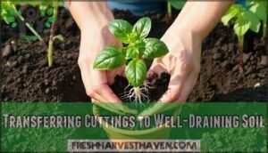 transferring cuttings to well-draining soil