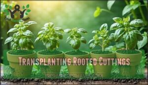 transplanting rooted cuttings