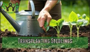 transplanting seedlings
