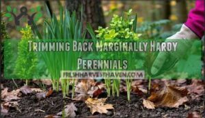 trimming back marginally hardy perennials