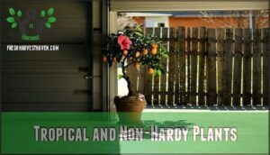 tropical and non-hardy plants