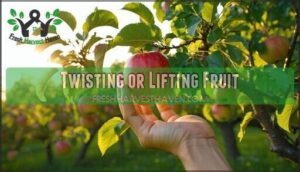 twisting or lifting fruit