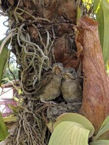 Two birds are sitting in a tree, one on top of the other, surrounded by vines.