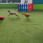 Two dogs are running on a green field, one is chasing the other.