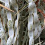 Two long, thin, and green pods are growing on a plant.