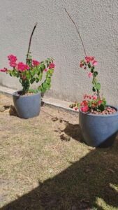 Two potted plants with red flowers are placed on the ground.