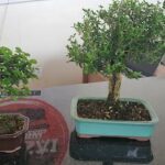 Two small potted plants sit on a table, one with a red and white label and the other with a green label.