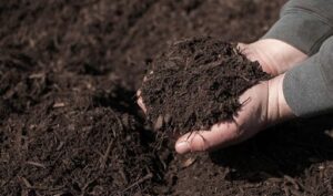 Verdor - Insumos para huerta orgánica