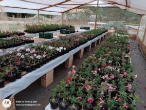 Viveiro Garden LK - Rosas do Deserto
