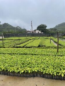 Viveiro Verde Norte Aguilar