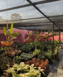 Viveiro WF Plantas da Amazônia