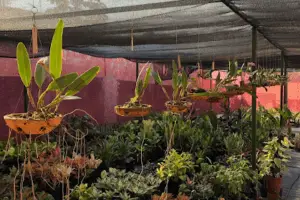 Viveiro WF Plantas da Amazônia