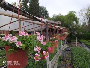 Vivero Alegría del Hogar