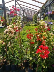 Vivero Autódromo