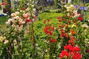 Vivero Autódromo