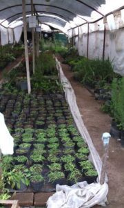 Vivero Cerrillos