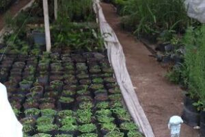 Vivero Cerrillos