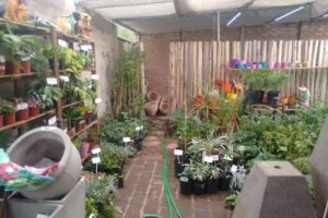 Vivero El Punteño