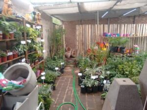 Vivero El Punteño