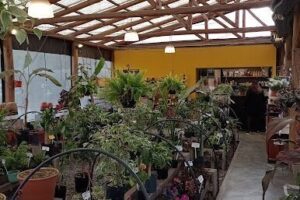 Vivero Fukuoka