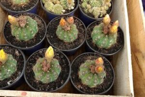Vivero La Sarita