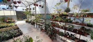 Vivero Las Carmelas